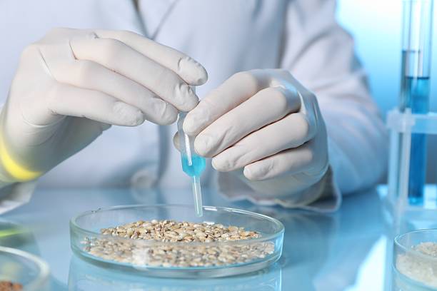 istock GMO concept. Scientist dripping something onto wheat grains at table in laboratory, closeup 2238397105