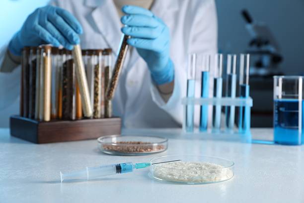 istock GMO concept. Scientist taking test tubes at table in laboratory, focus on petri dishes with cereal grains and syringe 2238397120