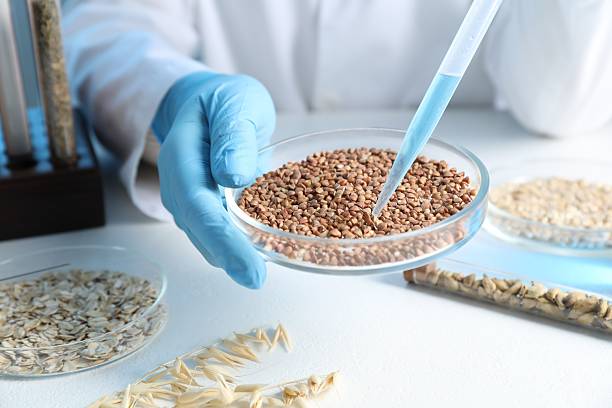istock GMO concept. Scientist dripping something onto buckwheat grains at white table in laboratory, closeup 2238397228