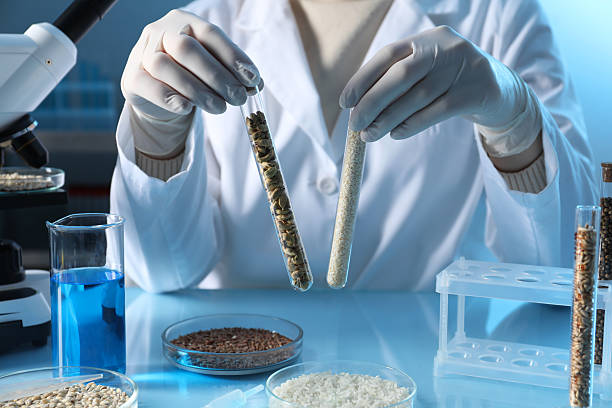 istock GMO concept. Scientist holding test tubes with cereal grains at table in laboratory, closeup 2238397246