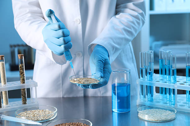 istock GMO concept. Scientist injecting something into wheat grains at table in laboratory, closeup 2238397250