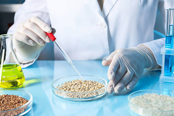 istock GMO concept. Scientist dripping something onto wheat grains at table in laboratory, closeup 2238397399