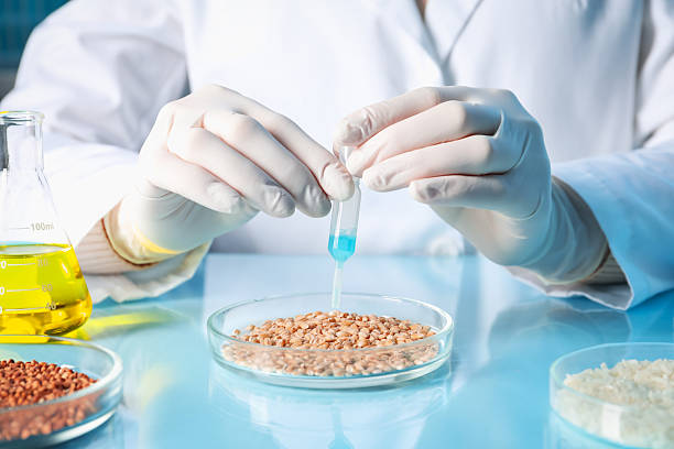 istock GMO concept. Scientist dripping something onto wheat grains at table in laboratory, closeup 2238398693