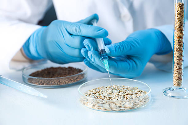 istock GMO concept. Scientist injecting something into oat grains at white table in laboratory, closeup 2238398730