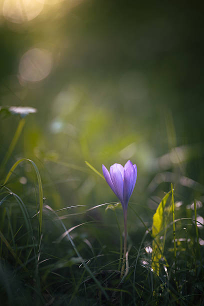 istock Wildflower Colchicum autumnale commonly known as autumn crocus 2238400661