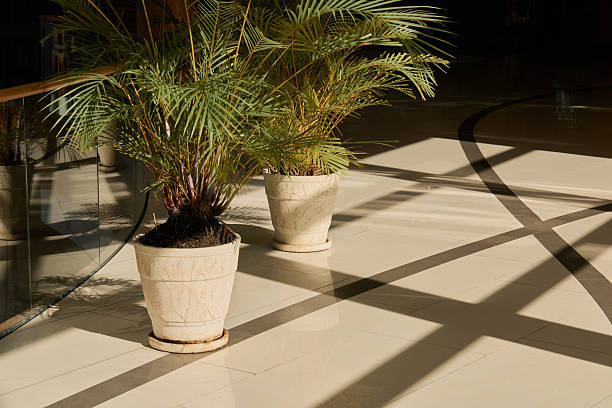 istock Discovering Elegant Indoor Plants Beautifully Displayed in Decorative Pots and Their Artful Shadows 2238402854