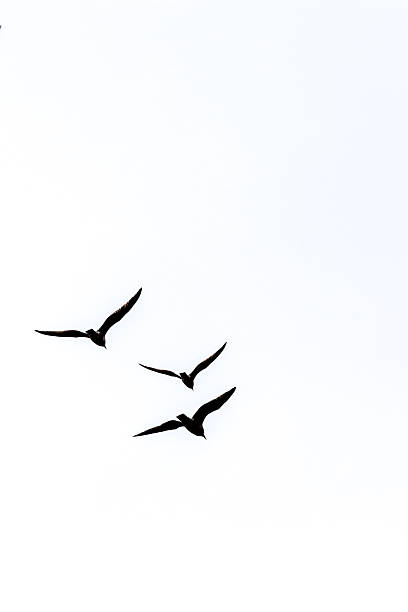 istock Three seagulls flying high in clear minimalist sky 2238402997