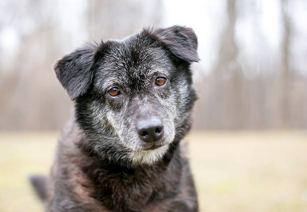 A senior Chow Chow mixed breed dog with gray fur looking at the camera with a head tilt