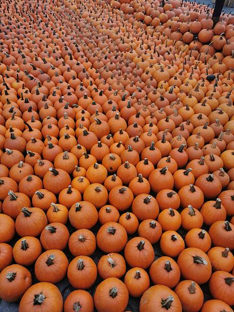 A massive harvest of small orange pumpkins in a pumpkin patch