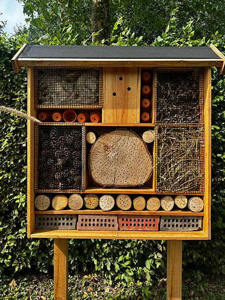 istock Eco insect hotel in garden 2238407631
