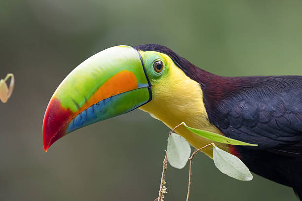 Photographed this beautiful Keel-billed toucan while popping through the branches in the rainforest of Aguazarcas, Costa Rica.