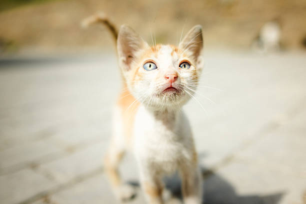 A bright close-up portrait of a ginger kitten outdoors, its tiny face glowing in natural light. The scene captures tenderness, curiosity, and the charm of early life.