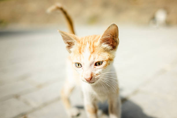 istock A close-up of a ginger kitten in a courtyard, captured in bright light. Its curious expression and soft fur radiate warmth and innocence. 2238409900