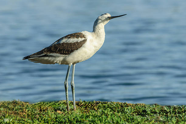 The American Avocet (Recurvirostra americana) is a large wading bird in the stilt and avocet family.  It forages in shallows and mud flats for crustaceans and insects, often sweeping its bill from side to side.  A distinguishing characteristic of the avocet is its black upward-curving bill.  It has a reddish brown head with black and white wing feathers.  The underbelly is white.  The migration route of the American avocet takes it through almost every state in the western USA.  It breeds in marshes, beaches and ponds as far north as southern Canada and south down to parts of New Mexico, Oklahoma and Texas but mostly east of the Rocky Mountains.  This American avocet in non breeding plumage was photographed while foraging along the banks of Walnut Canyon Lakes in Flagstaff, Arizona, USA.