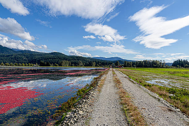 istock Cranberry harvest in Pitt Meadows British Columbia Canada 2238422946