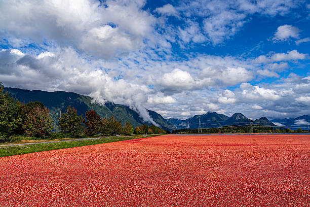 During the cranberry harvest season in Pitt Meadows, countless bright red berries float on the water creating a stunning red carpet across the fields. Reflected by the clear water, blue sky, and distant mountains.