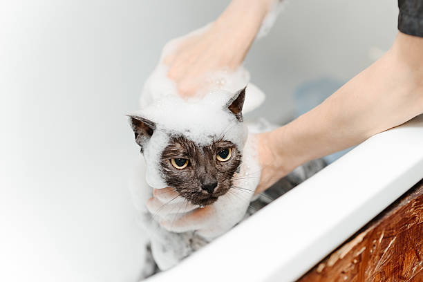 istock dark grey cat washing in white bath 2238425922