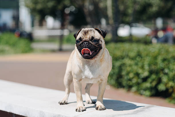 350+ Black Pug Running Stock Photos, Pictures & Royalty-Free
