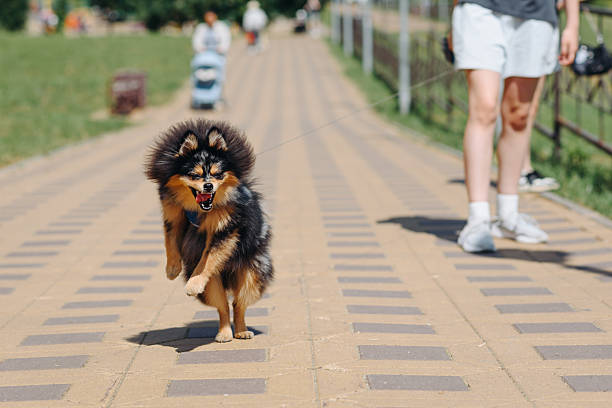 cute small black and red Pomeranian Spitz walks on leash with owner on asphalt road in park in summer day, dogwalking concept