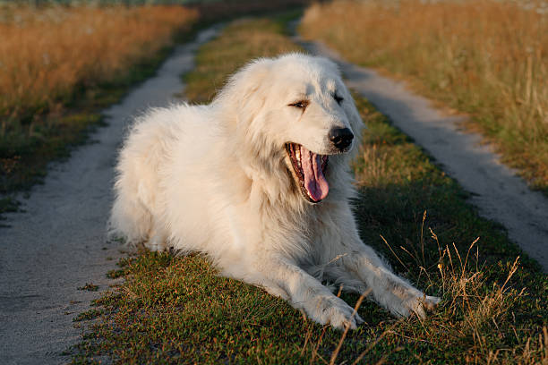 istock dog walks in field 2238425968