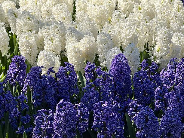 Paris, France: Colorful Hyacinths Full Frame