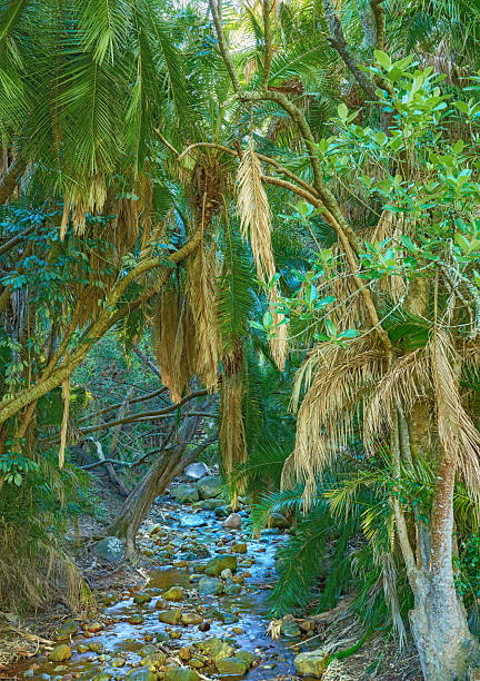 A serene wilderness in the Western Cape, South Africa, showcasing a tranquil stream meandering under dense Canarian Date Palm (Phoenix canariensis) foliage. Vibrant greenery captures the essence of untamed beauty.