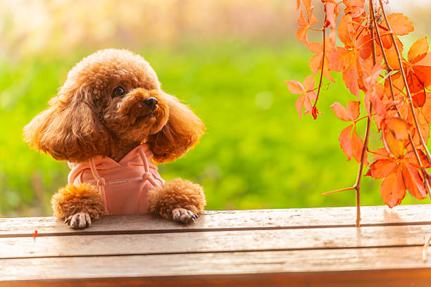 A toy poodle in autumn, beautiful autumn leaves