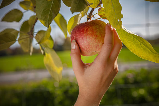 istock Hand picking red apple from tree branch orchard harvest farm fresh fruit agriculture autumn gardening nature outdoor 2238433121