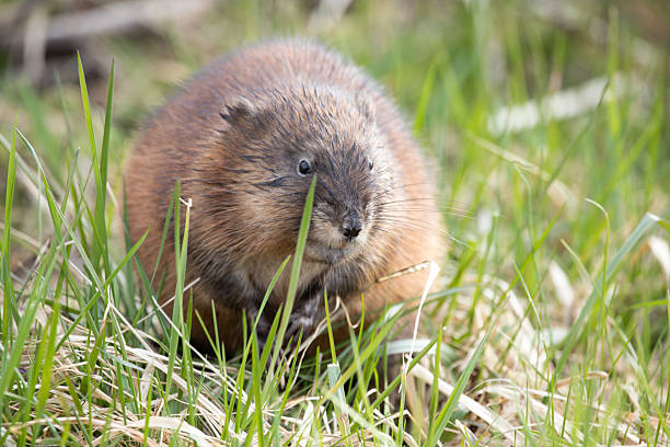 istock Muskrat in the grass 2238435285