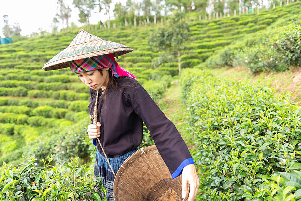 The farmer beautiful people form indian Asian woman working and picking tea leaf in farm tea plantation agriculture. Girl fresh nature background