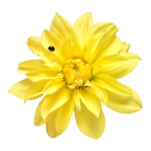 Dahlia macro flower yellow with ladybug isolated on white background. Botanical, concept, flora, idea. Flat lay, top view. Wedding, bride, love