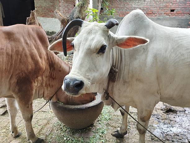 istock Zebu Cattle Sharing a Meal in a Rural Courtyard 2238445185