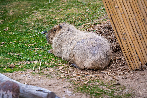 istock A furry Greater Capybara in Tucson, Arizona 2238445468