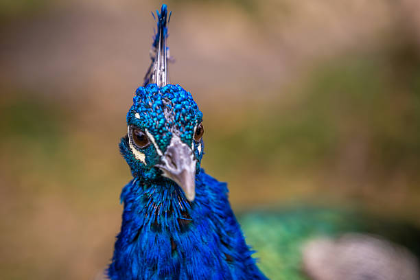 Beautiful Portrait of a Male Peacock Close-up.