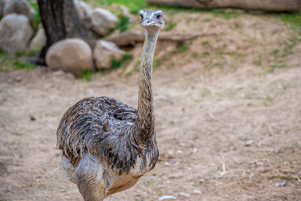 istock A Rhea in Tucson, Arizona 2238445526