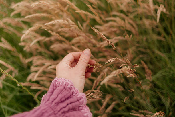 istock Hand touching tall wild grasses in a meadow 2238445646