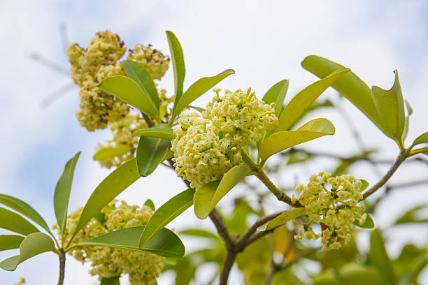 istock Alstonia scholaris tree flower. 2238447757