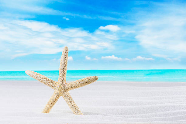 istock Starfish On White Sand Beach with Ocean Wave Splashing 2238448958