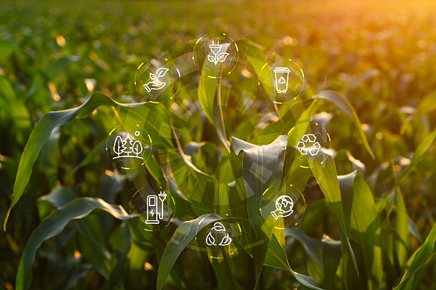 istock Green cornfield at sunset with circular eco-friendly icons, including recycling, renewable energy, and sustainable agriculture symbols. Concept environmental technology and sustainability with nature. 2238449433