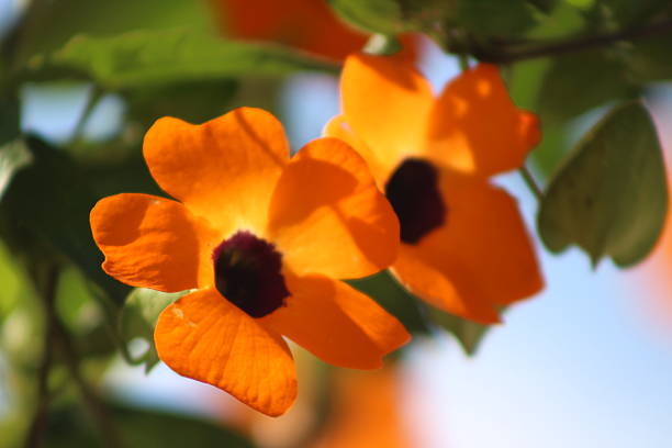 Close-up of beautiful orange color orchids growing in a tropical garden