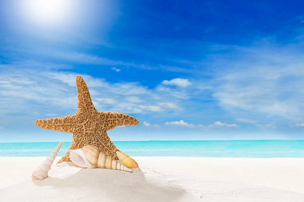 istock Sandy Beach at the Ocean With Cloudy Blue Sky 2238450608