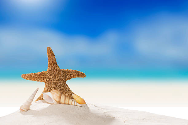istock Sandy Beach at the Ocean With Cloudy Blue Sky 2238450609