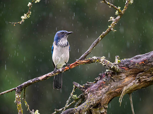 A California Scrub-Jay AKA Western Scrub-Jay. Perched on a tree branch. In the Willamette Valley of Oregon. Front View. Green background with raindrops.