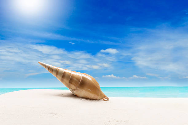 White Sandy Beach With Cloudy Blue Sky with Ocean View