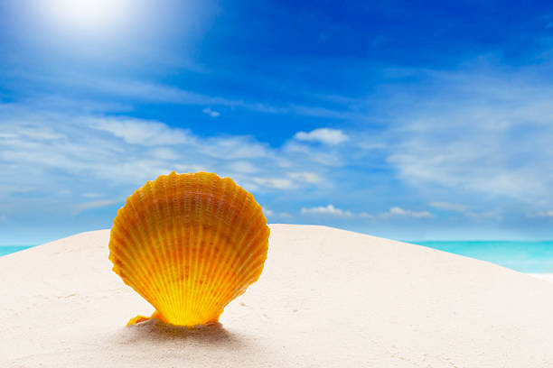 Cone-shaped shell washed up on the shore of a sandy tropical exotic beach.
