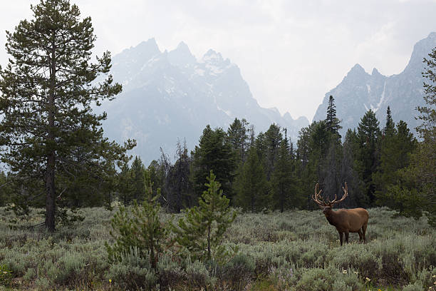 istock Elk in Grand Teton National Park 2238451447