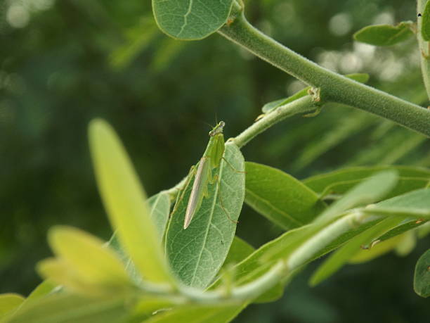 istock The camouflage of the small praying mantis 2238451757