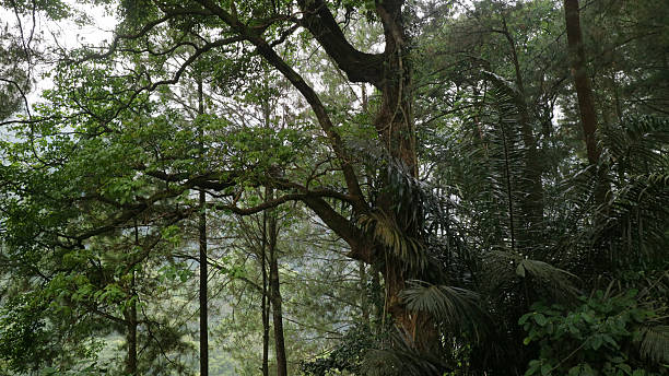istock Lush Green Forest with Dense Foliage 2238454608