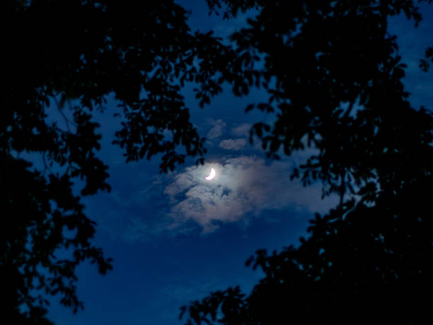 Crescent Moon Through Tree Branches Silhouettes Against Blue Night Sky with Clouds - Mystical Evening Scene.
