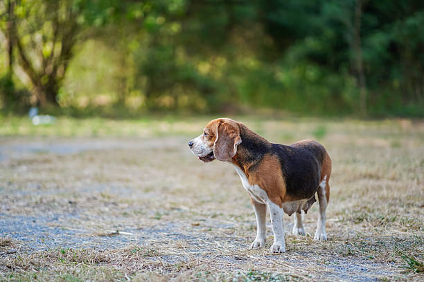 istock Beagle Standing in Dry Field Looking Ahead in Natural Outdoor Setting 2238459026